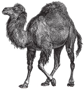 Perl ラクダ (Perl Camel)